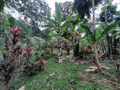 Jungle Lot for Sale, Bocas del Toro - image 1
