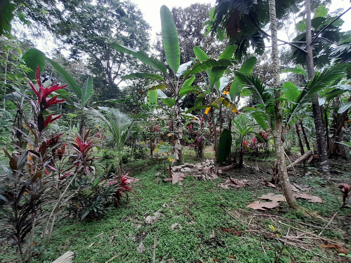 Waterfront Jungle Lot, 1+ Hectare — Big Bay, Isla Cristóbal - 13
