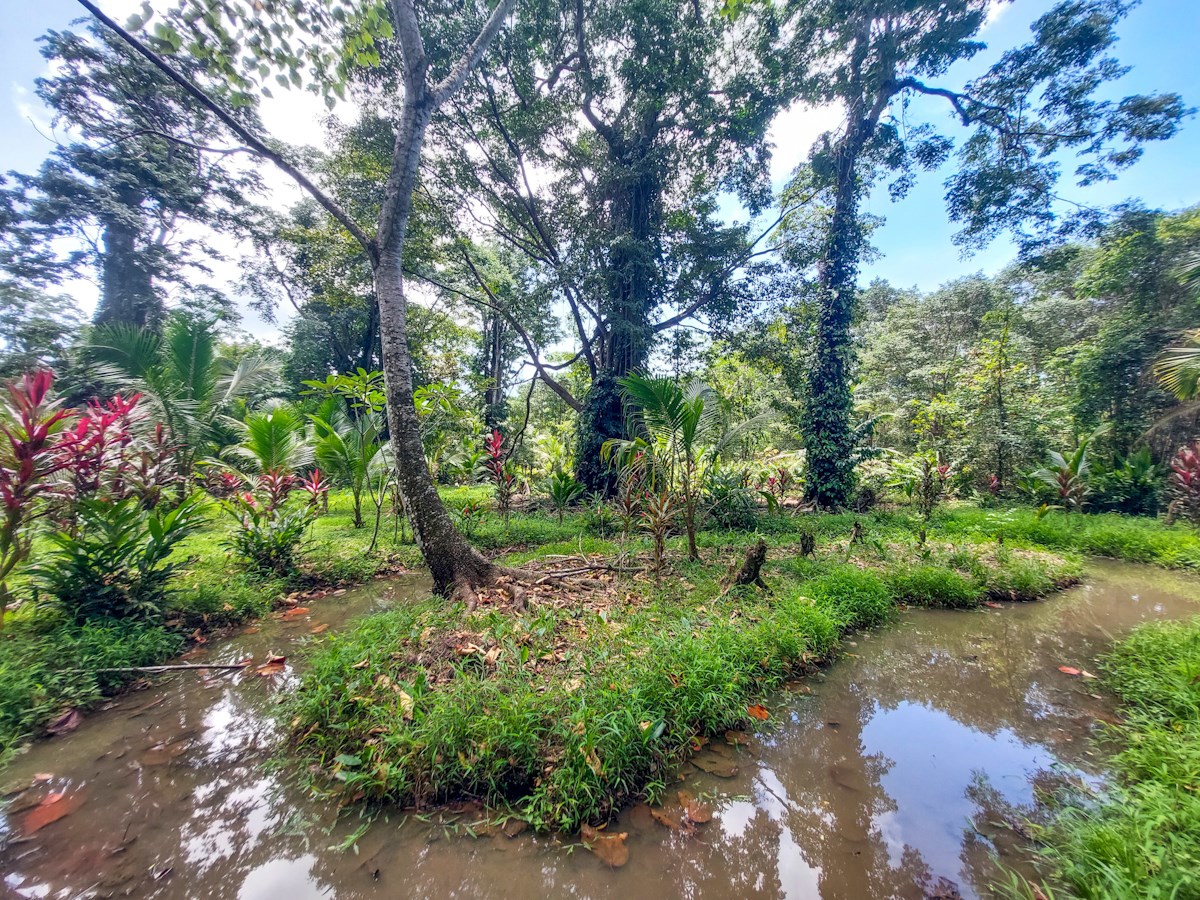 Waterfront Jungle Lot, 1+ Hectare — Big Bay, Isla Cristóbal - 10