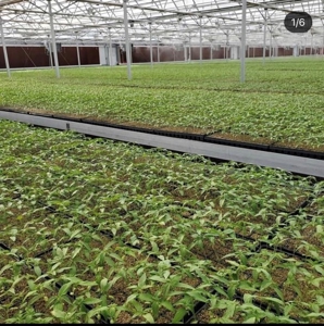 Irrigated agriculture property with large Greenhouses - image 10