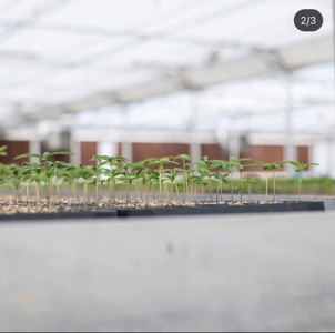 Irrigated agriculture property with large Greenhouses - image 9