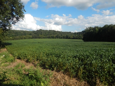 280 Ac. Farm Land In Tennessee, Hunting Land, With A Creek!! - image 25