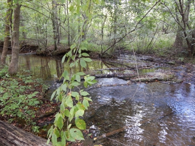 280 Ac. Farm Land In Tennessee, Hunting Land, With A Creek!! - image 11