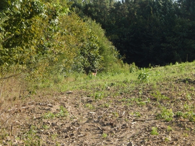 280 Ac. Farm Land In Tennessee, Hunting Land, With A Creek!! - image 36