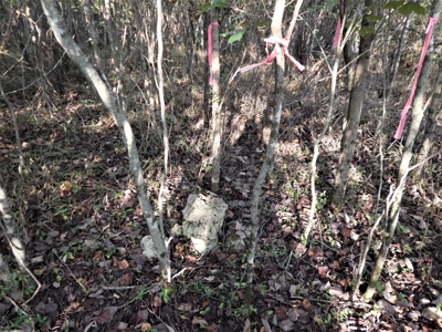280 Ac. Farm Land In Tennessee, Hunting Land, With A Creek!! - image 44