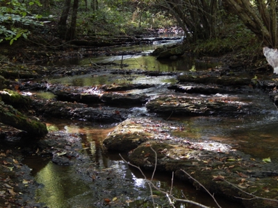 280 Ac. Farm Land In Tennessee, Hunting Land, With A Creek!! - image 17