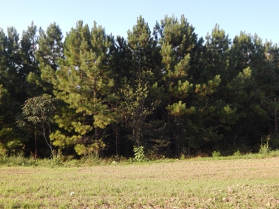 280 Ac. Farm Land In Tennessee, Hunting Land, With A Creek!! - image 38