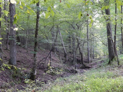 280 Ac. Farm Land In Tennessee, Hunting Land, With A Creek!! - image 15
