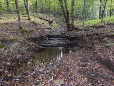 280 Ac. Farm Land In Tennessee, Hunting Land, With A Creek!! - image 13