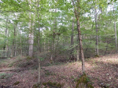 280 Ac. Farm Land In Tennessee, Hunting Land, With A Creek!! - image 14