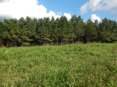280 Ac. Farm Land In Tennessee, Hunting Land, With A Creek!! - image 4