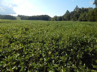 280 Ac. Farm Land In Tennessee, Hunting Land, With A Creek!! - image 26