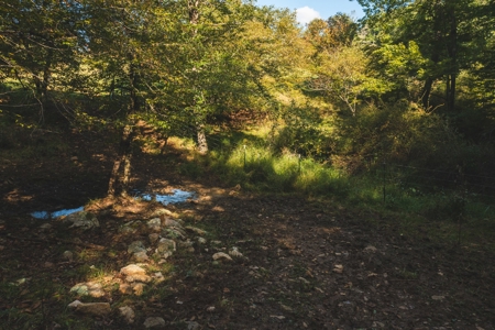 Open & Wooded Land for Sale in Floyd VA! - image 2