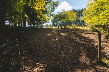 Open & Wooded Land for Sale in Floyd VA! - image 4