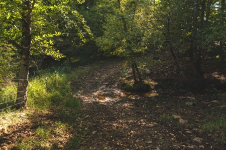 Land for Sale in Floyd VA with Views! - image 20