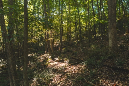 Land for Sale in Floyd County VA! - image 24