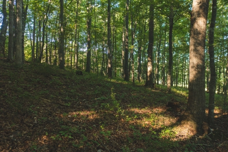 Land for Sale in Floyd County VA! - image 19