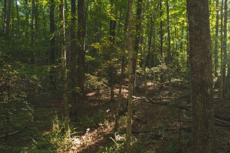Land for Sale in Floyd County VA! - image 21