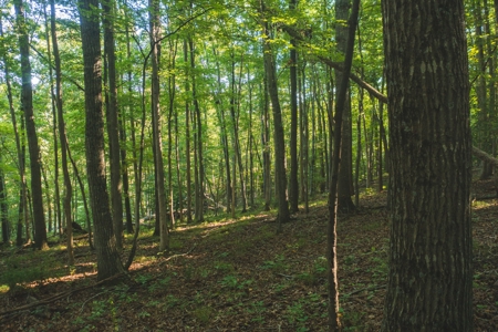 Land for Sale in Floyd County VA! - image 17