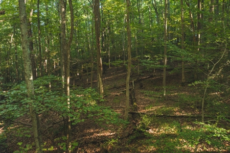 Land for Sale in Floyd County VA! - image 22