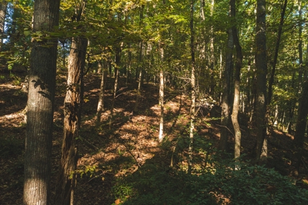 Land for Sale in Floyd County VA! - image 23