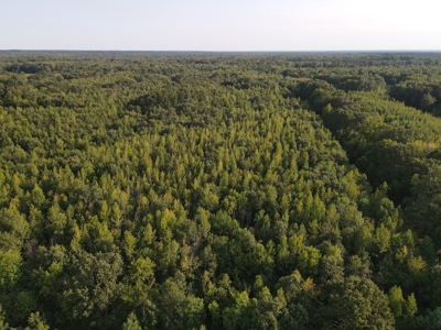 Hunting Property in Saline County Arkansas - image 11