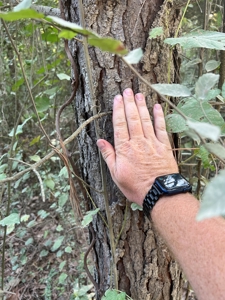 Hunting Property in Saline County Arkansas - image 24