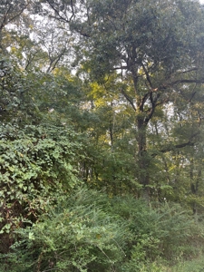 Hunting Property in Saline County Arkansas - image 3