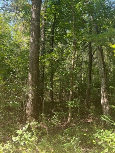 Hunting Property in Saline County Arkansas - image 50