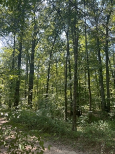 Hunting Property in Saline County Arkansas - image 40