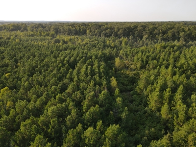 Hunting Property in Saline County Arkansas - image 17