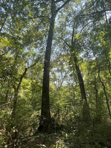 Hunting Property in Saline County Arkansas - image 46
