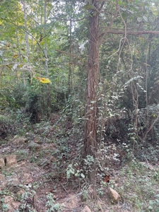 Hunting Property in Saline County Arkansas - image 23
