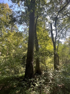 Hunting Property in Saline County Arkansas - image 48