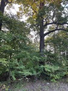 Hunting Property in Saline County Arkansas - image 39