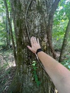 Hunting Property in Saline County Arkansas - image 49