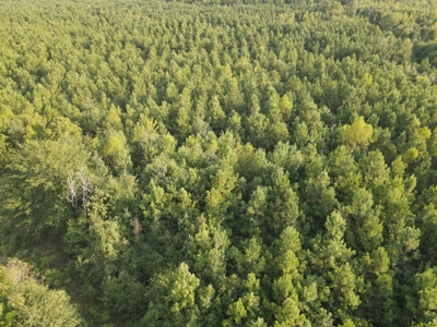 Hunting Property in Saline County Arkansas - image 19