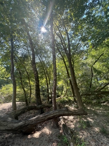 Hunting Property in Saline County Arkansas - image 45