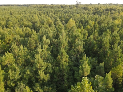 Hunting Property in Saline County Arkansas - image 14