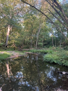 Hunting Property in Saline County Arkansas - image 5