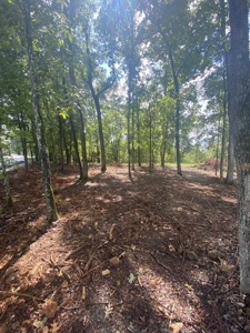Land for Sale in Decatur County, Tennessee - image 13