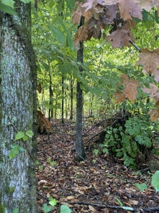 Land for Sale in Decatur County, Tennessee - image 11