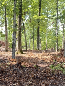 Land for Sale in Decatur County, Tennessee - image 8