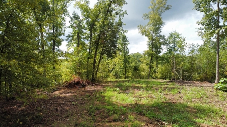 Land for Sale in Decatur County, Tennessee - image 3