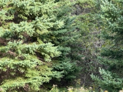 Coastal property for sale - image 13
