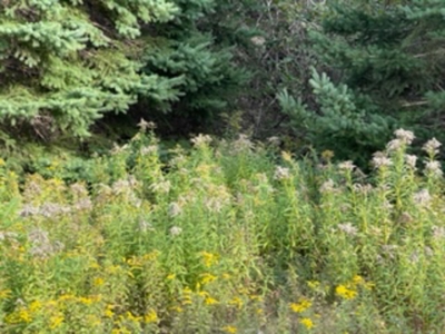 Coastal property for sale - image 12