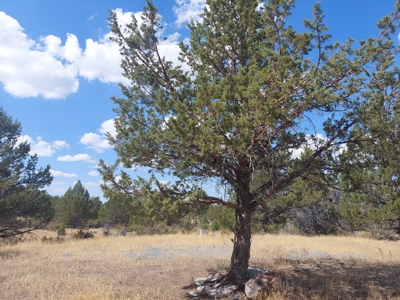 20+/- Acres/Views/Trees/Electricity/Wildlife/Northern, CA - image 4