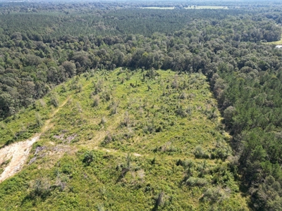 173 +/- Acres for Sale in Southwest Mississippi - image 5