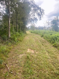 173 +/- Acres for Sale in Southwest Mississippi - image 18