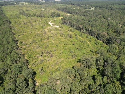 173 +/- Acres for Sale in Southwest Mississippi - image 8